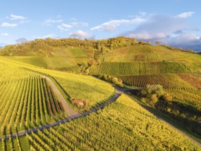 Vineyards on rolling hills in autumn colors, crossed by paths, under a partly cloudy sky, near Korb