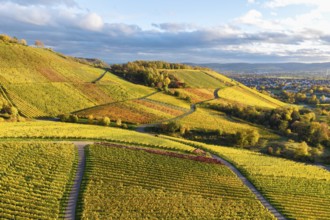 Hilly landscape with extensive vineyards and golden autumn tones, crossed by trails in setting sun