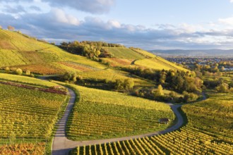 Sun-drenched vineyards in autumnal tones under a partly cloudy sky, autumn, near Korb im Remstal,