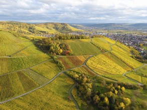 Vineyards in rich shades of green and yellow under a cloudy sky, autumn, near Korb im Remstal,