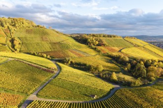 Landscape with golden vineyards and rolling hills under a changing sky, autumn, near Korb im