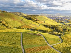 Green and yellow vineyards under a sky full of clouds and dramatic colors, autumn, near Korb im