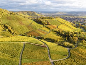 Vineyards in a variation of shades of green and yellow under a cloudy sky, autumn, near Korb im