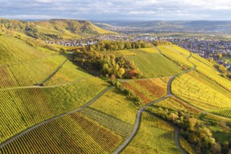 Vineyards with strong green and orange under a dramatic sky, autumn, near Korb im Remstal,