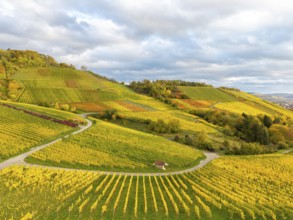Autumn vineyards under a heavily cloudy sky with golden accents, near Korb im Remstal,