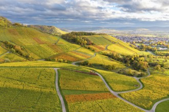 View of vineyards and a city on the horizon under a cloudy sky, autumn, near Korb im Remstal,