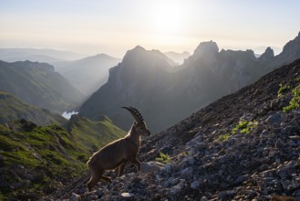 Young ibex (Capra ibex) in front of mountain panorama, morning mood, Alpstein, Appenzell,