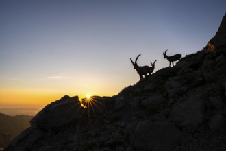 Capricorns (Capra ibex), silhouettes at sunrise, Alpstein, Appenzell, Switzerland