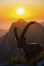 Capricorn (Capra ibex), facing the rising sun, male, Alpstein, Appenzell, Switzerland