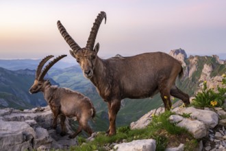 Two ibexes (Capra ibex) in front of mountain panorama, male, Alpstein, Appenzell, Switzerland
