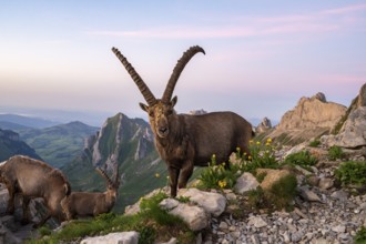 Capricorns (Capra ibex) in front of mountain panorama, male, Alpstein, Appenzell, Switzerland