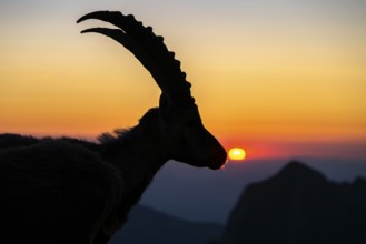 Capricorn (Capra ibex), silhouette at sunrise, male, Alpstein, Appenzell, Switzerland