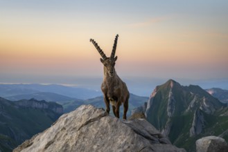 Steinbock (Capra ibex) in front of mountain panorama, male, Alpstein, Appenzell, Switzerland