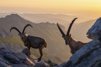 Two ibexes (Capra ibex) in front of mountain panorama, morning mood, male, Alpstein, Appenzell,