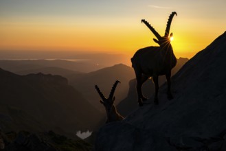 Two Capricorns (Capra ibex), facing the rising sun, male, Alpstein, Appenzell, Switzerland