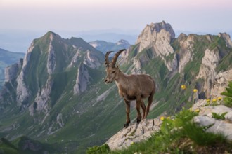 Capra ibex in front of a mountain panorama, Alpstein, Appenzell, Switzerland