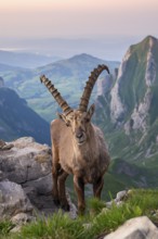 Steinbock (Capra ibex) in front of mountain panorama, male, Alpstein, Appenzell, Switzerland