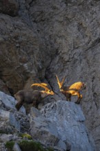 Two Capricorns (Capra ibex) in the evening light, Alpstein, Appenzell, Switzerland