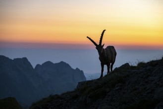 Capricorn (Capra ibex), silhouette at dusk, male, Alpstein, Appenzell, Switzerland