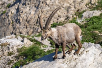 Capricorn (Capra ibex), male, Alpstein, Appenzell, Switzerland