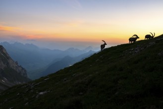 Capricorns (Capra ibex), silhouettes in front of mountain panorama at dusk, male, Alpstein,