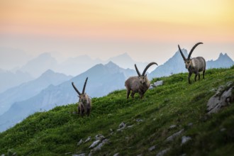 Three capricorns (Capra ibex) in front of mountain panorama at dusk, male, Alpstein, Appenzell,