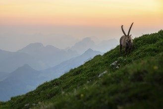 Capra ibex in front of mountain panorama at dusk, male, Alpstein, Appenzell, Switzerland