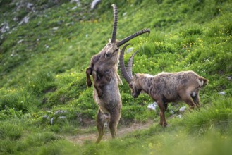 Two Capricorns (Capra ibex), male, fighting, Alpstein, Appenzell, Switzerland