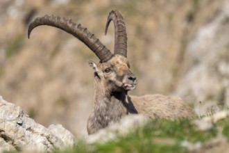 Capricorn (Capra ibex) shows tongue, male, Alpstein, Appenzell, Switzerland