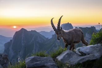 Capricorn (Capra ibex) in front of mountain panorama at sunrise, male, Alpstein, Appenzell,