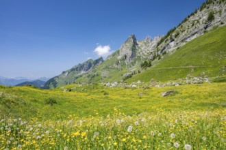 Blooming alpine meadow with mountain panorama, Alpstein, Appenzell, Switzerland
