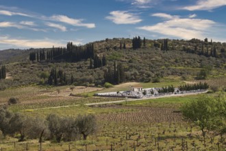 Hilly landscape with cypresses and vineyards under a clear blue sky, vineyards, Nemea, wine-growing