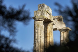 Fragments of columns framed by trees, clear sky, Nemea, Ancient Zeus Heightum, Archaeological Site,