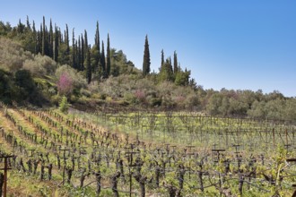 Vineyards and tall cypresses against a clear blue sky in a spring-like landscape, vineyards, Nemea,