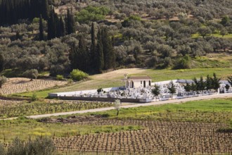 Vineyards with a small chapel surrounded by cypresses and trees in a quiet landscape, vineyards,