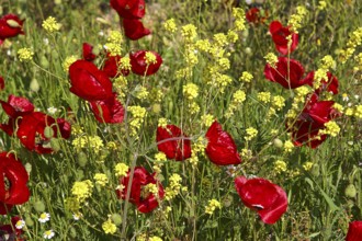 Close-up of bright red poppies and yellow flowers on a spring meadow, Nemea, Ancient Zeus Church,
