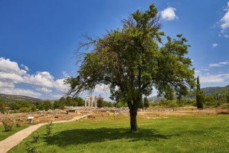 A tree stands in front of ancient ruins on a green meadow with bright blue sky, Nemea, Ancient Zeus