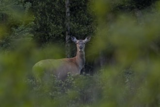 Late in the evening, the rottier (Cervus elaphus) moved to a clearing to graze, with great