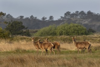 In the evening, a deer drudel (Cervus elaphus) comes out of the forest to graze, Denmark