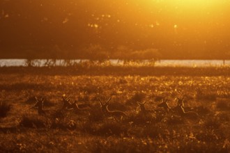 In the light of the setting sun, a deer pack (Cervus elaphus) is resting in a meadow, many animals