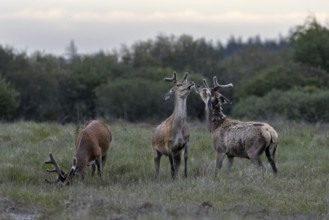 The dueling red deer (Cervus elaphus) are about to stand on their hind legs, bastion antlers,