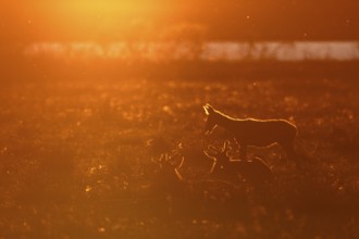 After getting up, the rottier (Cervus elaphus) stretches and stretches, a behavior that can often