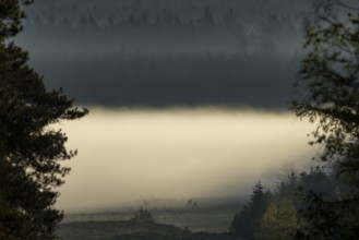 A glimpse of another time with three peacefully grazing rotting animals (Cervus elaphus), the fog