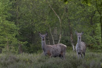 At the beginning of May, the rottifers (Cervus elaphus) finally find fresh green in the forest