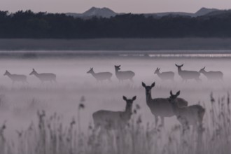 Spread over several small packs, the red deer (Cervus elaphus) stands on the swamp meadow covered