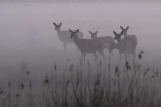 Even though the fog provides shelter for rotted animals (Cervus elaphus) and calves, it also