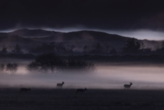 The sun has long since disappeared behind the horizon, the rising ground fog begins to glow due to