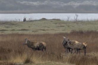 The small group of red deer (Cervus elaphus) has not yet discovered the uninvited guest on the