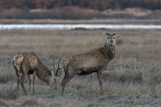 While a red deer (Cervus elaphus) shed its antlers about 3 weeks ago, its companion is still