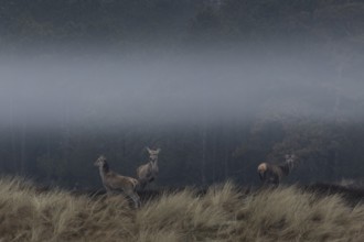 The morning fog slowly lifts and reveals a small group of red deer (Cervus elaphus), fog,